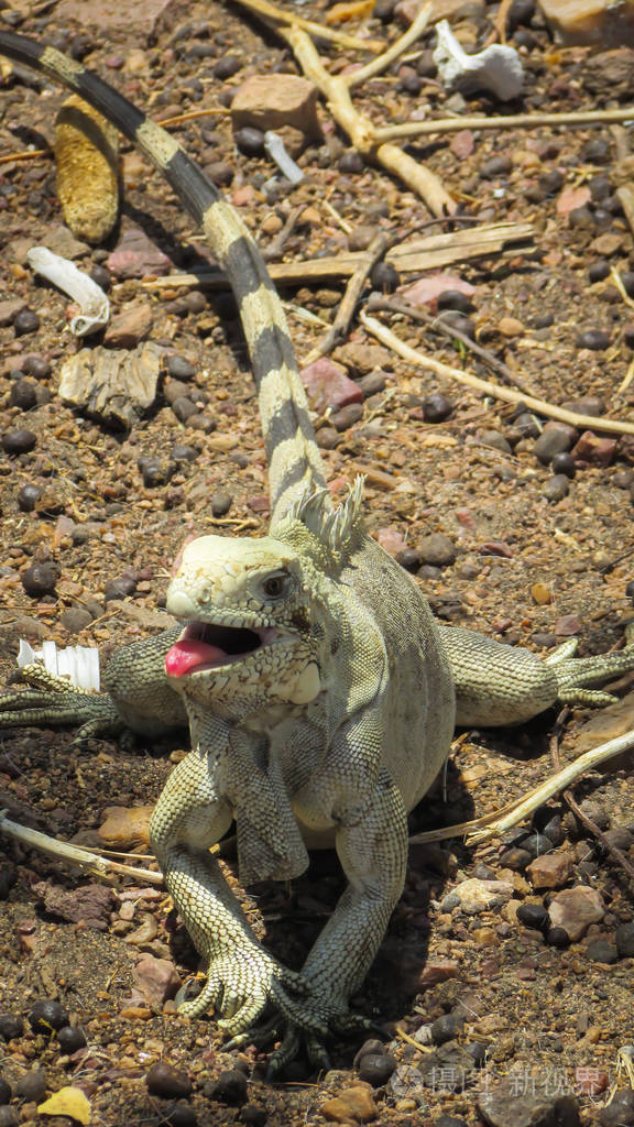 一种美丽的鬣蜥一种大型蜥蜴结构健壮四肢发达爪子是长而有力的手指