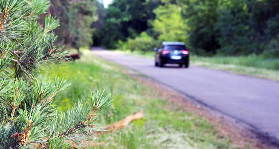 年轻的松针在森林道路的背景和开车离开的汽车。 离别。 第二个计划是模糊的。