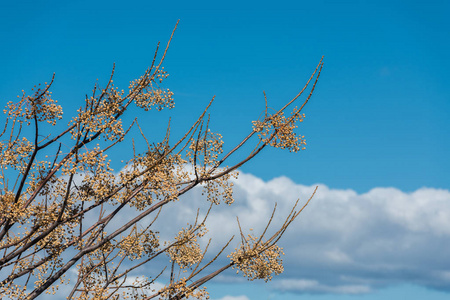 西班牙埃斯特雷马杜拉的蓝天上的一棵中国树分枝上的种子
