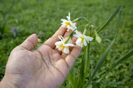 田野里美丽的白色水仙花。卡拉布伦，伊兹密尔土耳其。水仙花