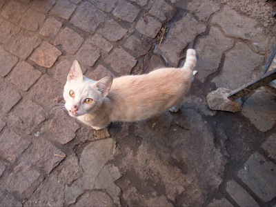 街上小猫的细节