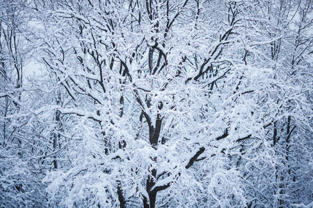 冬天的一天，雪下的树枝