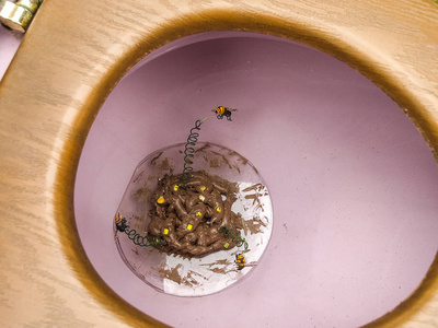 大便苍蝇的屎图片