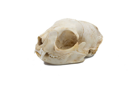欧洲野猫FelisSilvestris，哺乳动物头骨