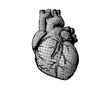 单色人体心脏雕刻与结构线框绘图隔离白色背景