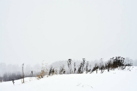 暴风雪期间冬天的田野草。