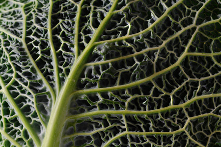 一种绿色的卷心菜叶，有皱褶的质地，近距离拍摄，作为食物背景选择的焦点