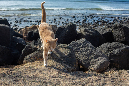美丽的红猫在海滩上的石头中。