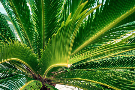 靠近热带椰子棕榈的绿叶