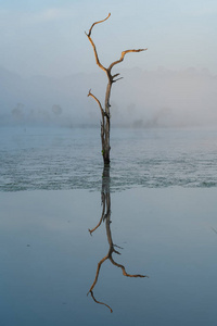 池塘里的一棵孤零零的枯树，上面有早晨的阳光，上面有朦胧的背景