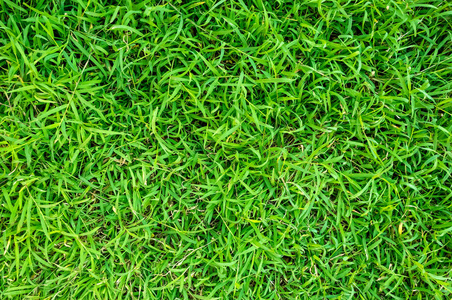 绿色的草坪纹理背景图片