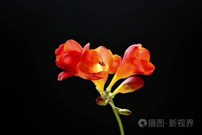 在一个黑色背景上有鲜红花朵的自由枝上
