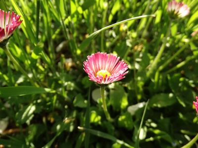 绿色草地上的粉红色小花