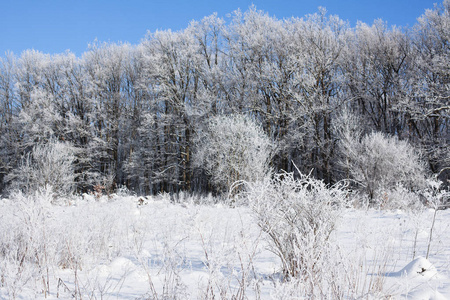 冬天的树木和蓝天在晴朗的霜冻天气。 季节