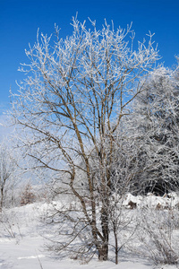 冬天的树木和蓝天在晴朗的霜冻天气。 季节