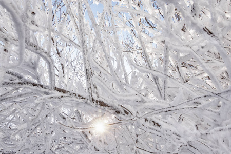 冬天的树枝在晴天覆盖着雪和霜。 背景与复制空间