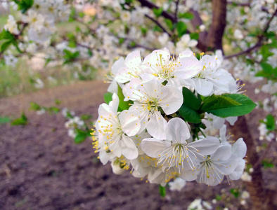 花园中绽放的白色樱桃树