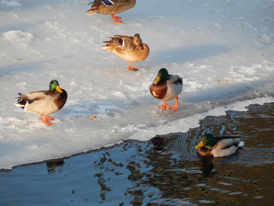 鸭子坐在冰上在河里游泳