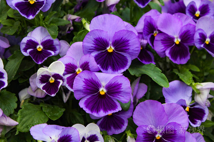 紫色紫罗兰的背景