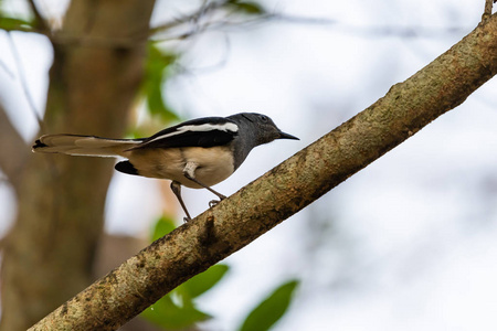 在公园的一棵树上栖息的雌喜鹊知更鸟照片