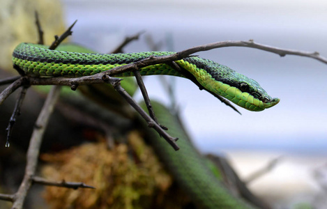 s green racer Philodryas baroni on a tree. Mildly venomous sna