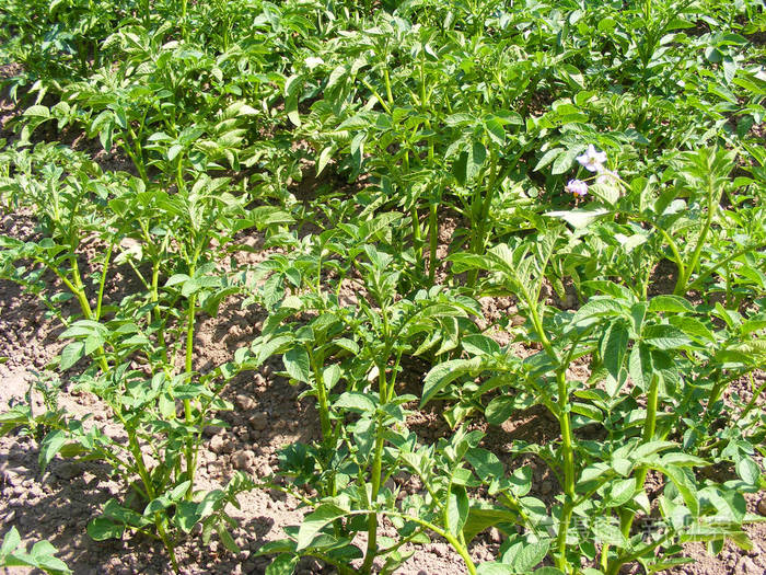 蔬菜花园里的土豆植物照片 正版商用图片18kle3 摄图新视界