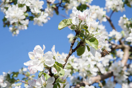 苹果树在春季开花时期的枝条,背景为蓝天. 选择性地关注花.照片