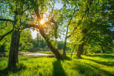 夏季自然景观。在乡村的草地上, 阳光照耀着绿树