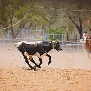 在澳大利亚一个国家的牛仔竞技比赛中，牛仔们用绳索套住动物