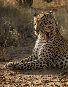 一只豹子在纳米比亚舔自己的脸