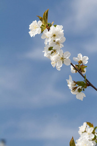 苹果树在春季开花时期的枝条，背景为蓝天。 选择性地关注花。