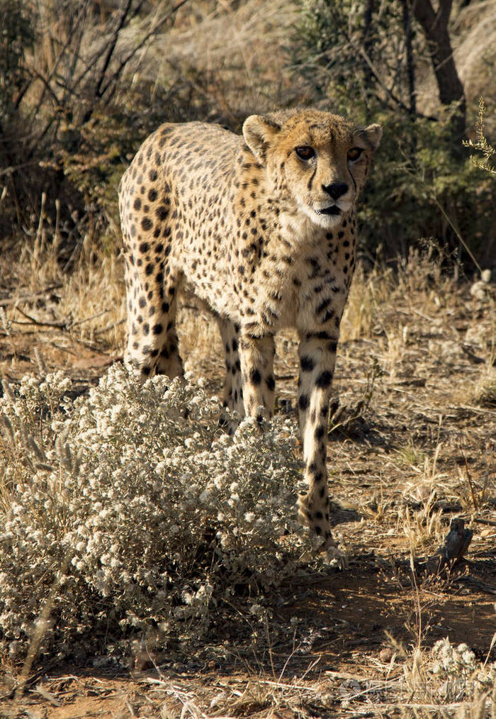 猎豹慢慢地穿过纳米比亚的沙漠灌木丛