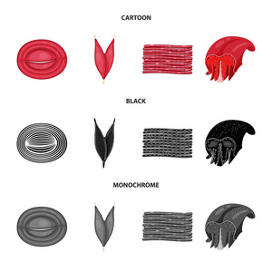 纤维和肌肉图标的孤立对象。纤维和身体股票向量的汇集例证