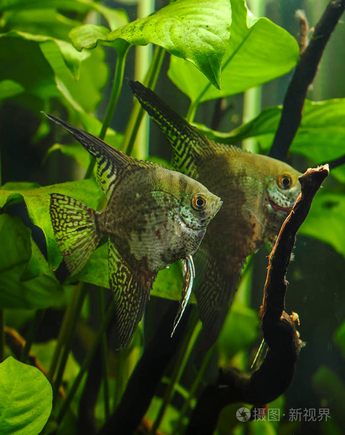 一种绿色美丽的热带淡水水族馆有鱼