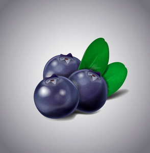 白色背景下分离的蓝莓果实。 矢量绿叶和浆果。