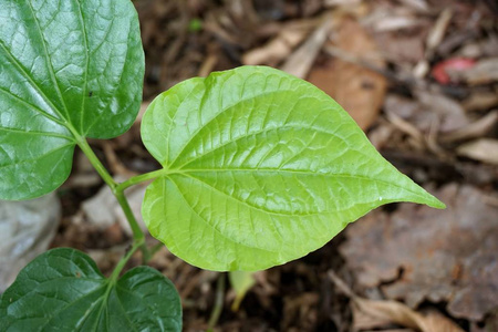 天然花园中的鲜绿胡椒沙植物