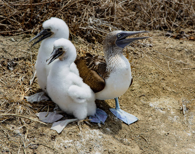 成年雌性蓝脚饵雷与两只几乎完全成年的雏鸟