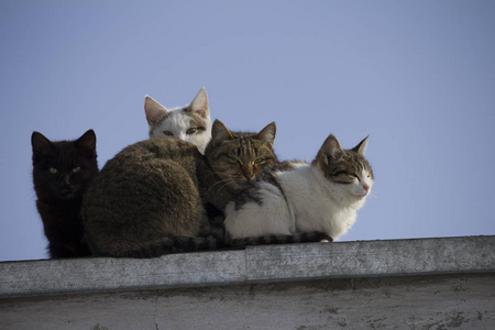 屋顶上的一群多种颜色的猫看着摄像机