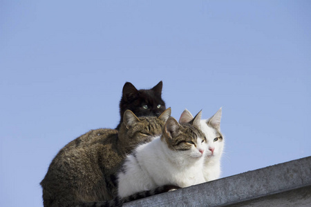 屋顶上的一群多种颜色的猫望向别处