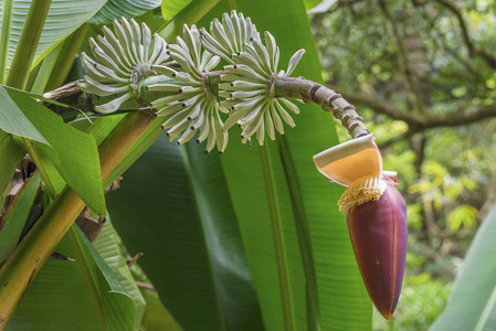 香蕉花在花园里开花摄影图