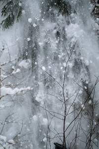 冬天从树上落下的雪，在森林里阴天