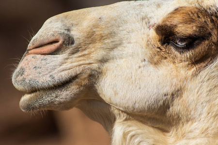 骆驼靠近绿洲公园费尔特文图拉。