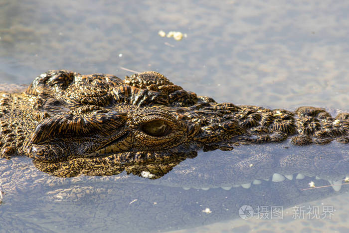 西班牙费尔特文图拉绿洲公园的一条大型危险鳄鱼.