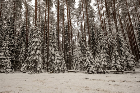 冬天森林里白雪覆盖的树木。 阴天，大雪纷飞