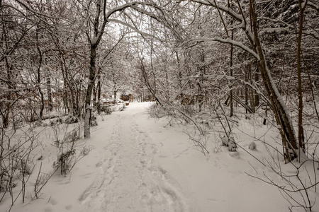 深雪覆盖的道路，冬天有轮胎痕迹