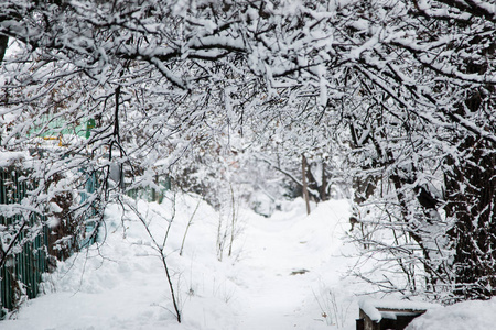 冬天的花园树在雪地里