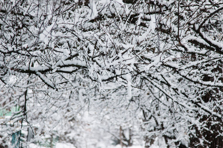 冬天的花园树在雪地里