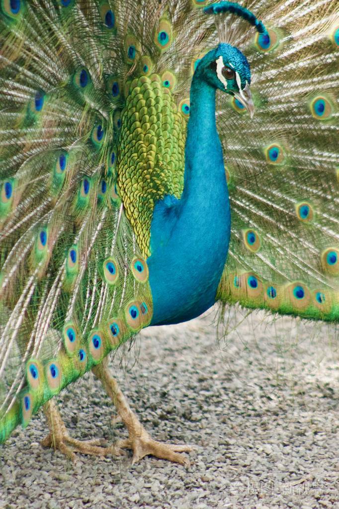 一只雄孔雀在夏威夷炫耀他美丽的尾羽的特写镜头