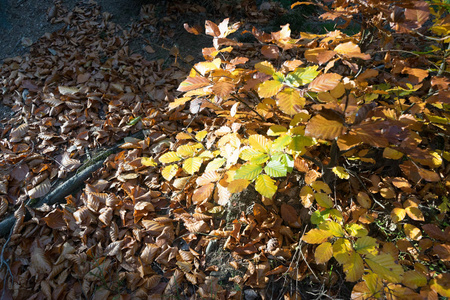 干燥的秋叶在森林里的树木和地面上。 黄红棕叶