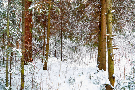 冬天森林里白雪覆盖着树木。 松树的红色树干。 寒冷天气中的白色景观